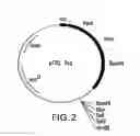 Fig. 03 - MUTANT DNA POLYMERASES AND USES THEROF