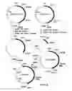Fig. 09 - MUTANT DNA POLYMERASES AND USES THEROF