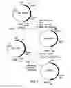 Fig. 10 - MUTANT DNA POLYMERASES AND USES THEROF