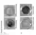 Fig. 08 - Polymer coating comprising 2-methoxyethyl acrylate units synthesized by surface-initiated atom transfer radical polymerization