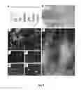 Fig. 03 - Method of in vitro differentiation of neural stem cells, motor neurons and dopamine neurons from primate embryonic stem cells