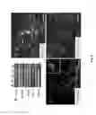 Fig. 07 - Method of in vitro differentiation of neural stem cells, motor neurons and dopamine neurons from primate embryonic stem cells