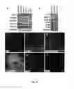 Fig. 12 - Method of in vitro differentiation of neural stem cells, motor neurons and dopamine neurons from primate embryonic stem cells