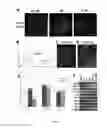 Fig. 18 - Method of in vitro differentiation of neural stem cells, motor neurons and dopamine neurons from primate embryonic stem cells