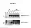 Fig. 11 - Methods and Compositions For Reprogramming Cells