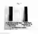 Fig. 08 - Method and device for detection of heavy metal ions in water