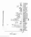 Fig. 02 - Multiplex screening for lysosomal storage disorders (LSDS)