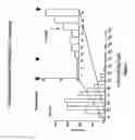 Fig. 08 - Multiplex screening for lysosomal storage disorders (LSDS)