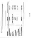 Fig. 34 - Multiplex screening for lysosomal storage disorders (LSDS)