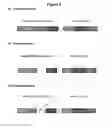 Fig. 03 - HIGHLY EFFICIENT GENE-REGULATORY ELEMENT SCREENING ASSAY AND COMPOSITIONS FOR PERFORMING THE SAME