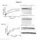 Fig. 16 - HIGHLY EFFICIENT GENE-REGULATORY ELEMENT SCREENING ASSAY AND COMPOSITIONS FOR PERFORMING THE SAME