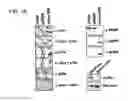 Fig. 02 - Variants of pigment epithelium derived factor and uses thereof