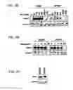 Fig. 04 - Variants of pigment epithelium derived factor and uses thereof