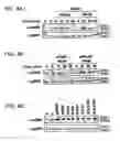 Fig. 07 - Variants of pigment epithelium derived factor and uses thereof