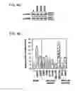 Fig. 08 - Variants of pigment epithelium derived factor and uses thereof