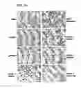 Fig. 13 - Variants of pigment epithelium derived factor and uses thereof