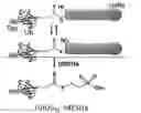 Fig. 02 - Novel Ubiquitin-Isopeptide Probes