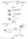 Fig. 05 - Novel Ubiquitin-Isopeptide Probes