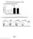 Fig. 04 - USES OF CYSTATIN