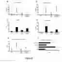 Fig. 09 - USES OF CYSTATIN