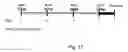 Fig. 18 - USES OF CYSTATIN