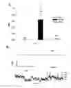 Fig. 03 - Methods and compound to inhibit Ca permeable cation conductance