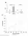 Fig. 06 - Methods and compound to inhibit Ca permeable cation conductance