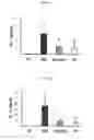 Fig. 07 - Pharmaceutical composition comprising an extract of pseudolysimachion longifolium and the catalpol derivatives isolated therefrom having antiinflammatory, antiallergic and antiasthmatic activity