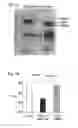 Fig. 02 - Compositions and Methods for Preventing or Treating Influenza Virus Infection