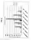 Fig. 06 - Composition for external application comprising aripiprazole and organic acid as active ingredients