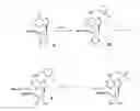 Fig. 01 - Aadenosine receptor agonists and antagonists