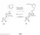 Fig. 10 - Aadenosine receptor agonists and antagonists