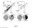 Fig. 06 - Use of MicroRNA for treating diseases associated with a dysfunction of the cilia in multiciliated epithelial cells