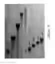 Fig. 09 - ANTIVIRAL OLIGONUCLEOTIDES