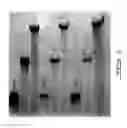 Fig. 14 - ANTIVIRAL OLIGONUCLEOTIDES