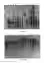 Fig. 10 - METABOLICALLY ACTIVATED RECOMBINANT VIRAL VECTORS AND METHODS FOR THEIR PREPARATION AND USE