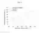 Fig. 04 - Polymer, and composition and film including the same