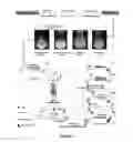 Fig. 04 - COST-EFFECTIVE METHOD FOR EXPRESSION AND PURIFICATION OF RECOMBINANT PROTEINS IN PLANTS