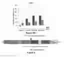 Fig. 07 - COST-EFFECTIVE METHOD FOR EXPRESSION AND PURIFICATION OF RECOMBINANT PROTEINS IN PLANTS