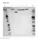 Fig. 24 - Methods for the generation of multispecific and multivalent antibodies