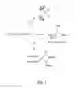 Fig. 04 - Preparation of uranium compounds