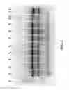 Fig. 03 - Nucleic acid purification
