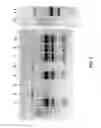 Fig. 04 - Nucleic acid purification