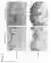 Fig. 03 - Heparanase activity inhibitor, wrinkle improving agent containing same, and pharmaceutical composition