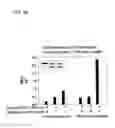 Fig. 05 -  MULTICOMPONENT MAGNETIC NANOPARTICLE DELIVERY SYSTEM FOR LOCAL DELIVERY TO HEART VALVE LEAFLETS AND OTHER ANIMAL TISSUES