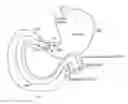 Fig. 01 - Anti-obesity devices