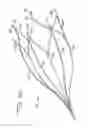 Fig. 11 - Vein filter