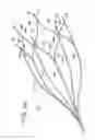 Fig. 12 - Vein filter