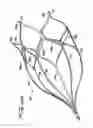 Fig. 15 - Vein filter