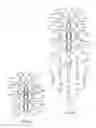 Fig. 06 - Methods and systems for constraint of multiple spine segments